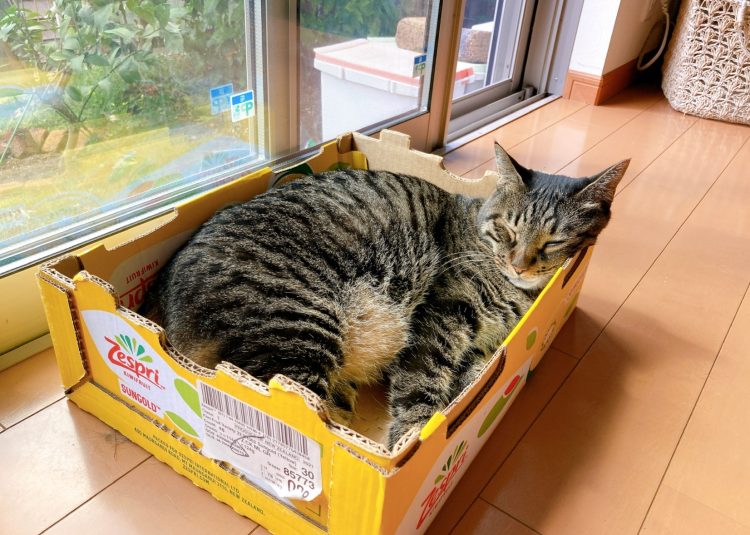 kijitora cat