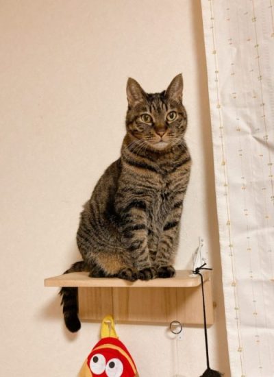 kijitora cat
